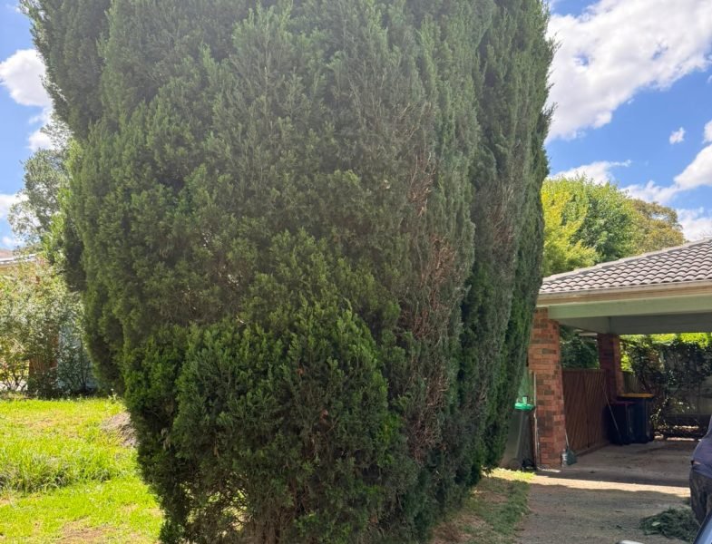 WhatsApp Image 2025-12-10 at 1.48.33 PM